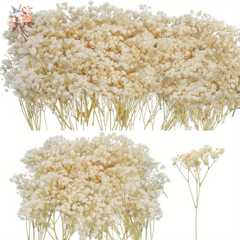 Baby Breath Dried - Mini Dried Gypsophila Flower DIY Aromatherapy
