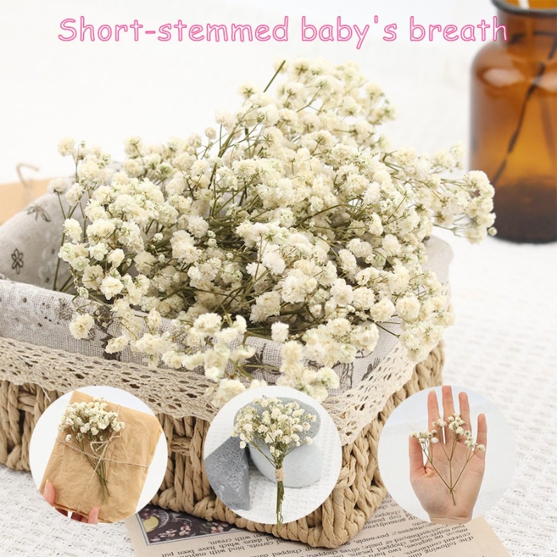 50pcs Natural Dried Gypsophila - огляд і ціна Baby Breath Dried