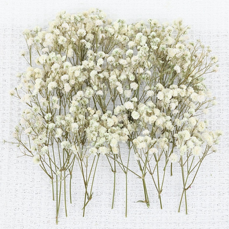50pcs Natural Dried Gypsophila - огляд і ціна Baby Breath Dried