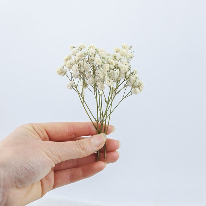 50pcs Natural Dried Gypsophila - огляд і ціна Baby Breath Dried