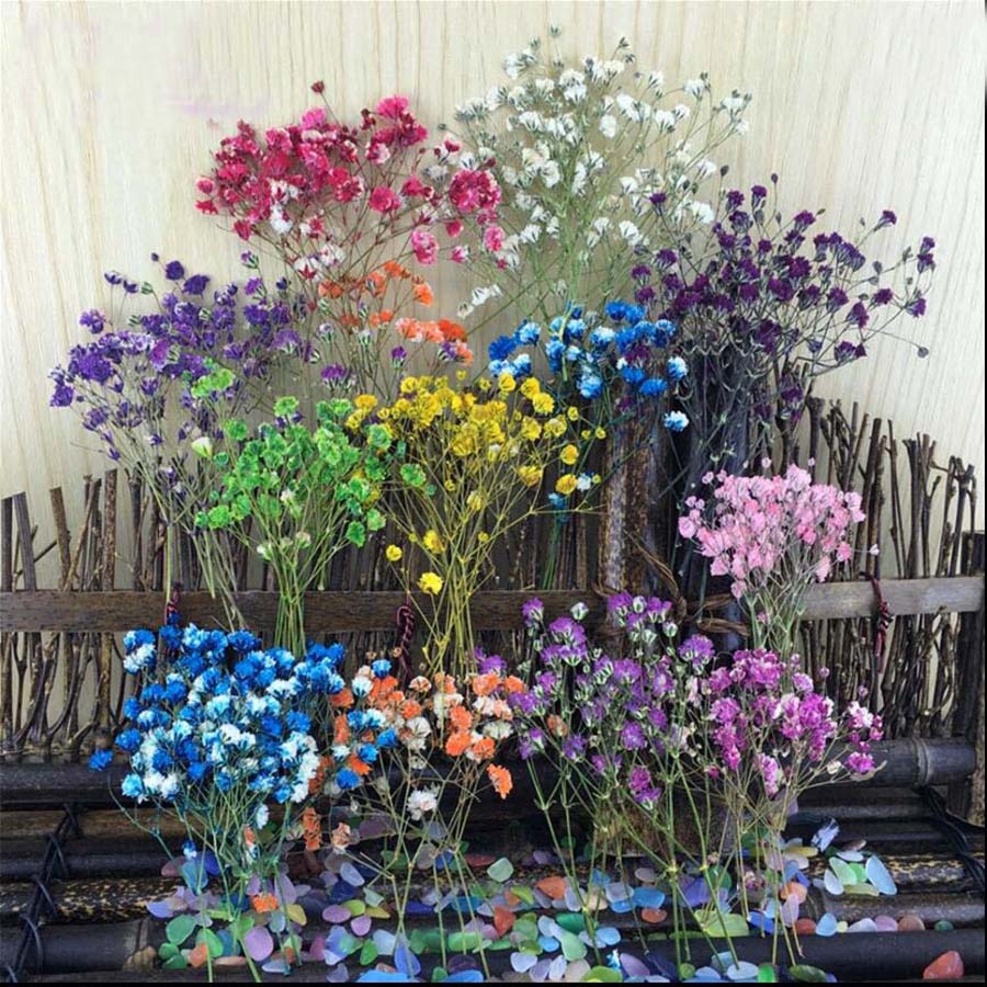 60pcs Dried Pressed Absorbed C - огляд і ціна Baby Breath Dried