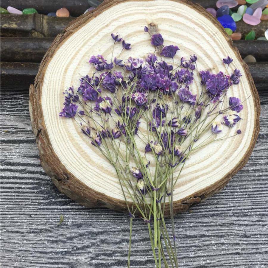 60pcs Dried Pressed Absorbed C - огляд і ціна Baby Breath Dried