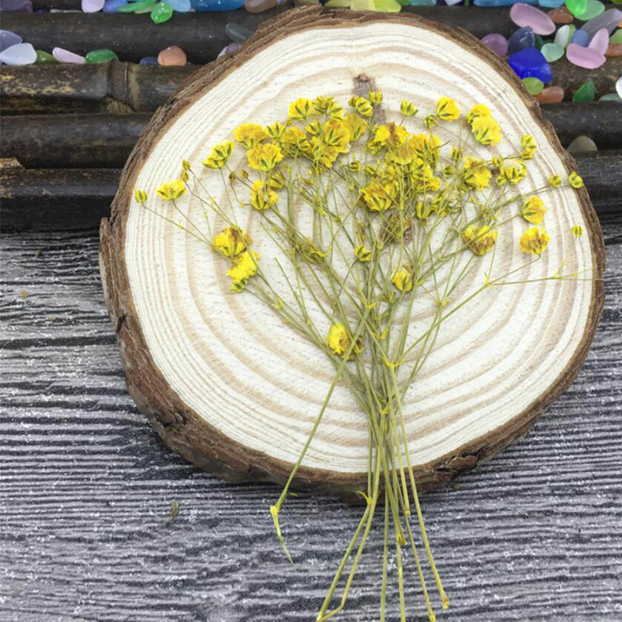 60pcs Dried Pressed Absorbed C - огляд і ціна Baby Breath Dried