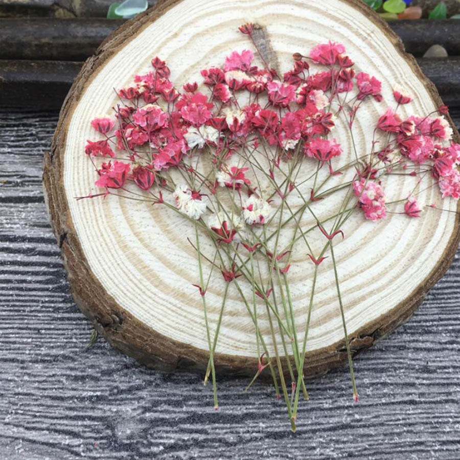 60pcs Dried Pressed Absorbed C - огляд і ціна Baby Breath Dried